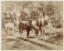 France, study for painter, horses pulling a hay cart vintage albumen