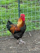 6 French Black Copper Maran