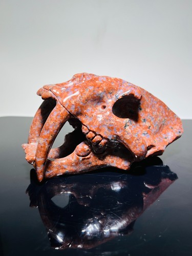 Sebelzahn crâne dino œuf - dino,