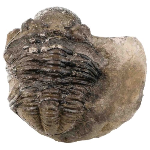 Gros trilobite phacops fossile