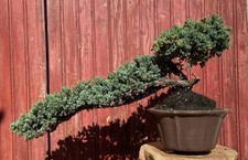 BONSAÏ CASCADE JUNIPERUS