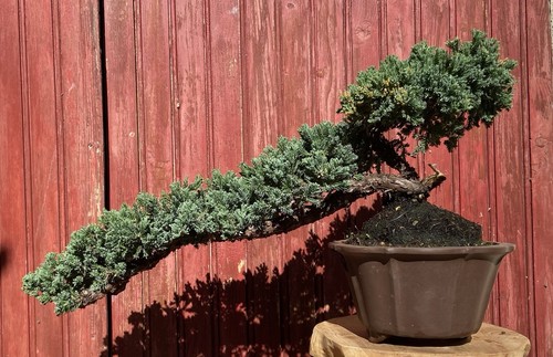Bonsaï cascade juniperus - bonsaÏ,