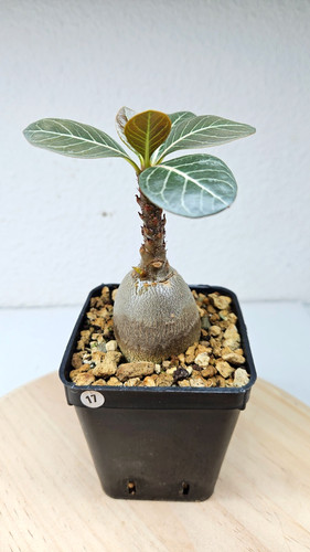 Adenium socotranum live - adenium, socotranum➡️live