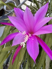 Epiphyllum .Cactus Orchidée -