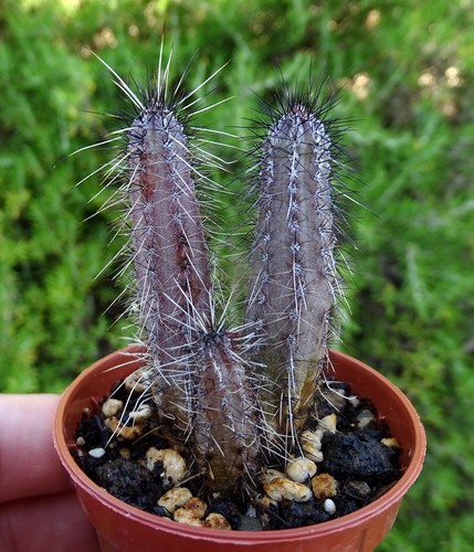 Cereus aethiops cactus - aethiops,