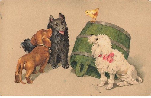 Chiens chiots 20992 - chiens, #20992