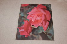 ANCIENNE PUBLICITÉ PHARMACEUTIQUE SARPAREL " les rosiers " Super Star