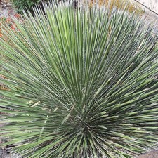 Yucca elata - Arbre à savon