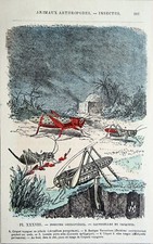 ORTHOPTÈRES- CRIQUET