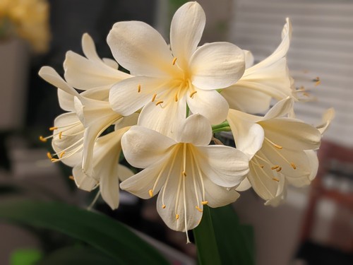 Lot four yellow - of,