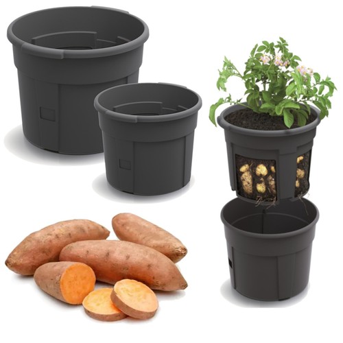 Pot plantation pomme de - de,