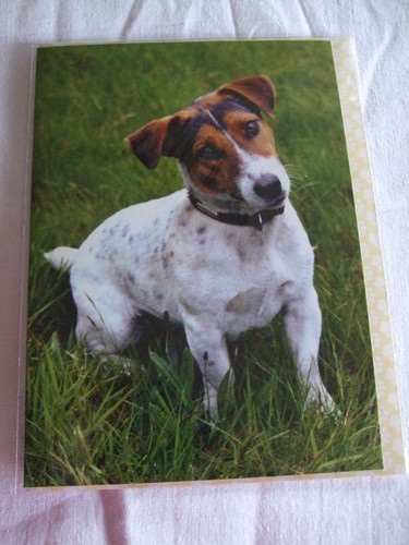 Carte enveloppe chien - -,