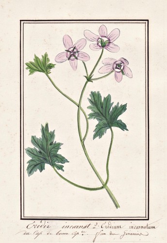 Géranium cranesbill fleur - géranium,