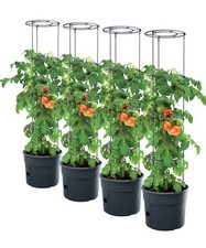 4 x pot de tomates plants de