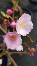 Prunus x 'Accolade' / Cerisier du Japon / Conteneur de 7 à 10 litres / Touffe
