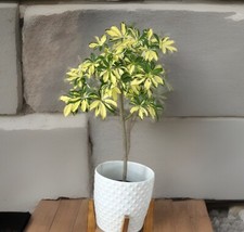 Trinette Variegated Schefflera Live Plants~Arboricola~Umbrella Topiary Plant