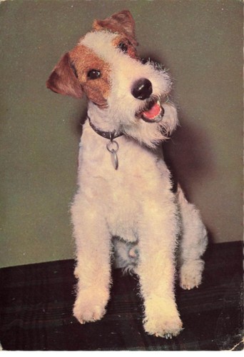 Chien dog 27538 - chien, fox