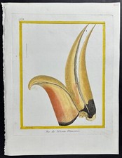 Martinet & Buffon - Hornbill Beak. 934 - 1765 Hand-colored Engraving