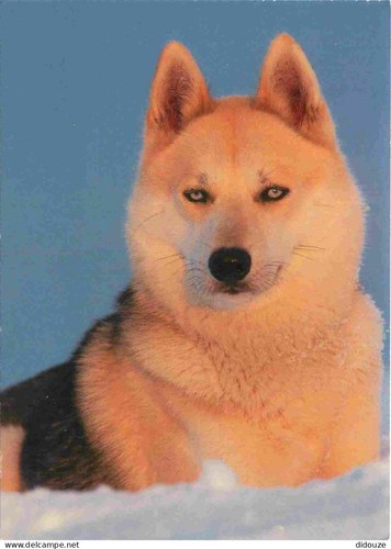 Carte postale animaux - -,