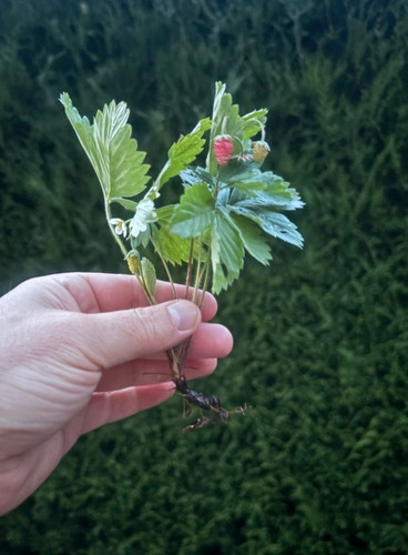 Pieds fraisiers des bois - 3,