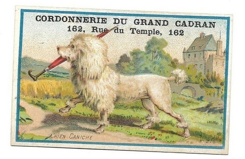 Chien caniche chromo - chien,