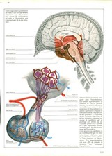 Cabinet de curiosité anatomie