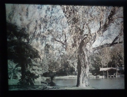 Autochrome arbre eau - -,