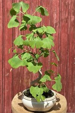 BONSAÏ GINKGO BILOBA 10 ANS
