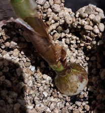 Hippeastrum Mariani-Savielloi