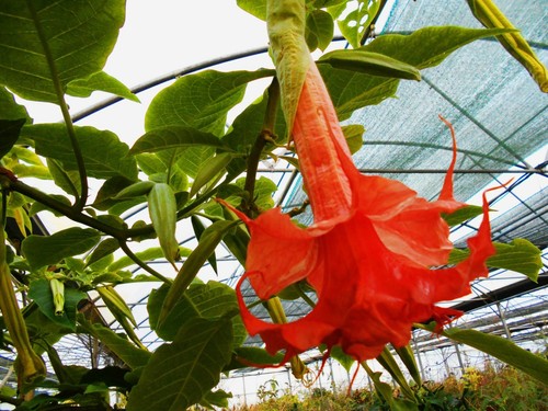 Brugmansia thea liebling - brugmansia, thea's