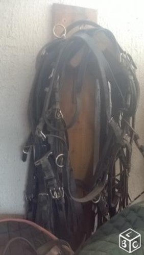 Harnais cheval cob - harnais, double