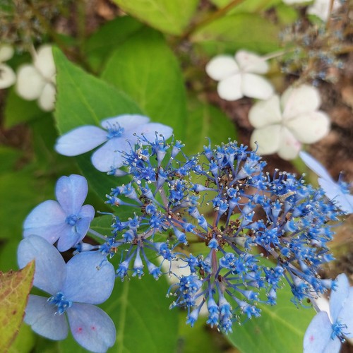 Hortensja blue bird une - -,