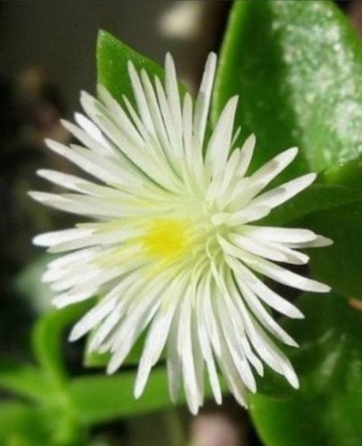 Aptenia cordifolia à fleurs - à,