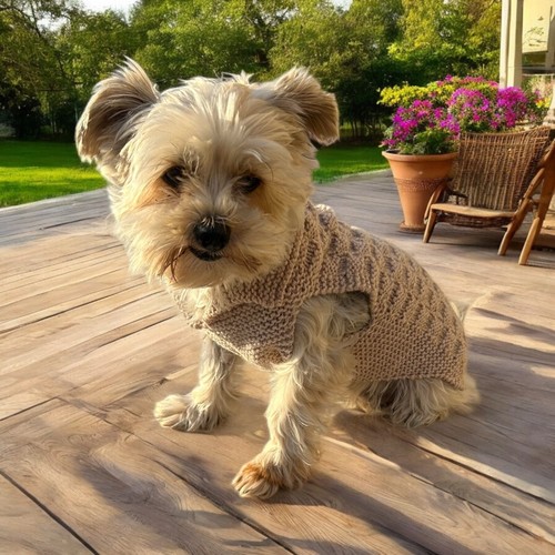 Pull chien pour petit - petit,