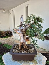 Bonsaï d'Olea Europaea var