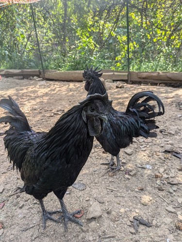 Ayam cemani hatching - cemani,