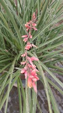 Hesperaloe parviflora 'Rubra'