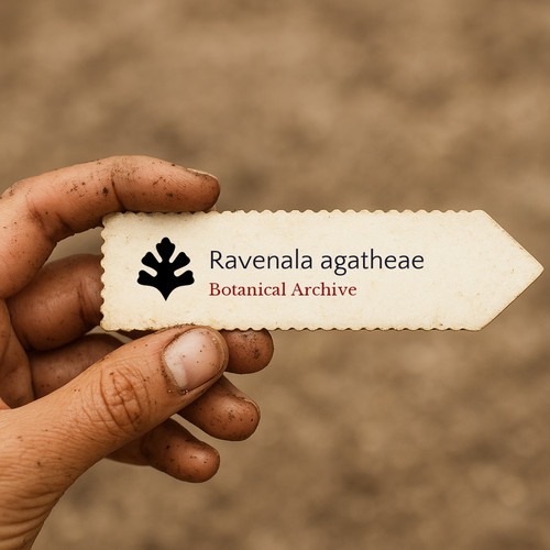 Ravenala agatheae seeds - agatheae,