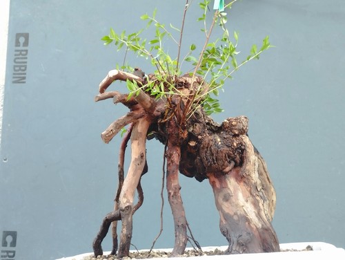 Bonsaï myrte 20 cm en - x,