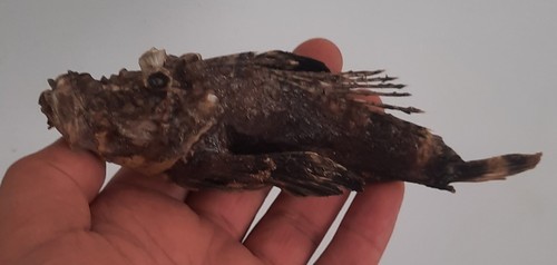 Curiosité taxidermie - curiosité,