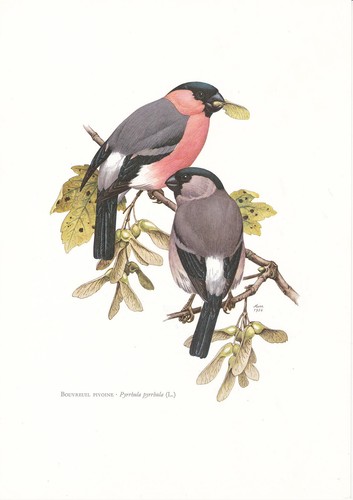 Planche histoire naturelle - planche, 19