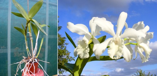 Cattleya gisela schmidt - cattleya,