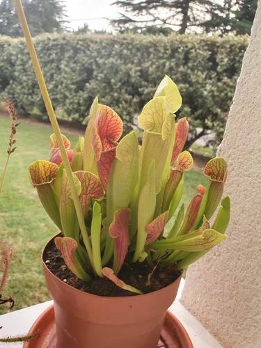 Lot plantes carnivores - ,