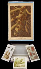 LES INSECTES  -  92 CHROMOS