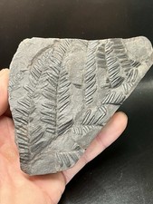 5.3" / 13 cm - Nice plants