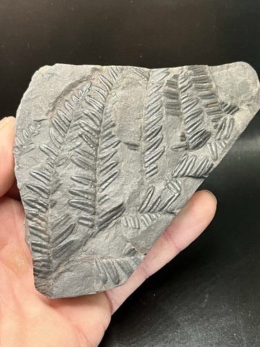 Cm nice plants - 5.3",