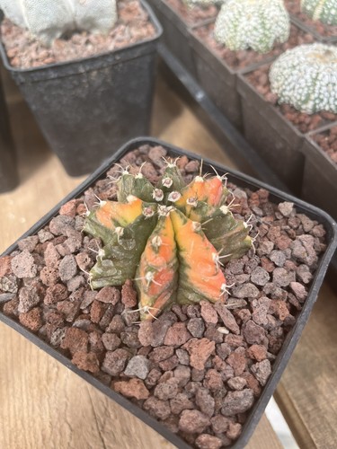 Cactus gymnocalycium variegata - cactus,