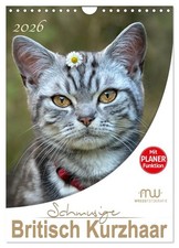 Doux British Shorthair