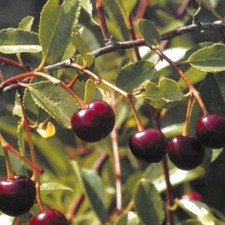 PLANTE FRUITIÈRE CERISIER