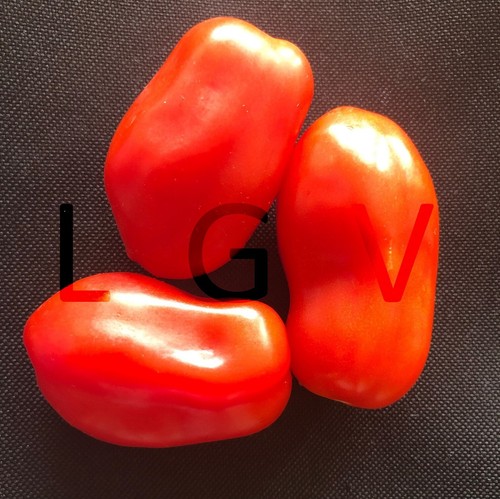 Graines tomates san - graines,
